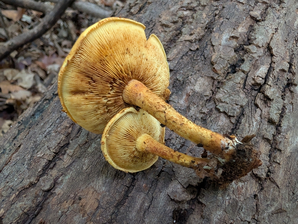 Yellow Gymnopilus · September 2026 · photo: Photo: no rights reserved · iNaturalist