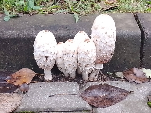 Shaggy Mane