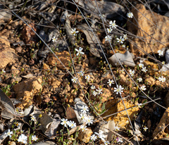 Podolepis gracilis, photograph (c) Carmon, some rights reserved (CC BY-SA)
