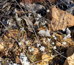 Podolepis gracilis, photograph (c) Carmon, some rights reserved (CC BY-SA)