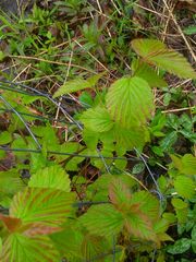 Viburnum rafinesqueanum