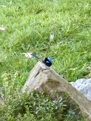 Superb Fairywren