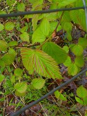 Viburnum rafinesqueanum