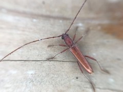 Aneflomorpha seminuda