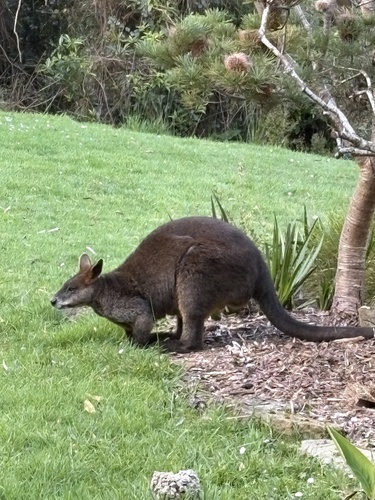 Swamp Wallaby