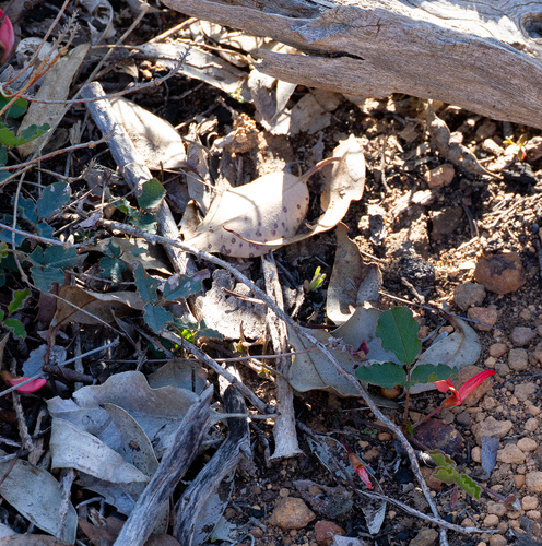 Kennedia prostrata, photograph 6