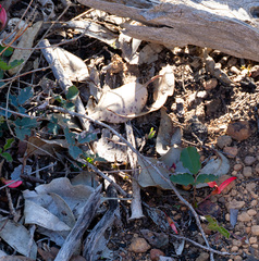 Kennedia prostrata, photograph (c) Carmon, some rights reserved (CC BY-SA)