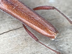 Aneflomorpha seminuda