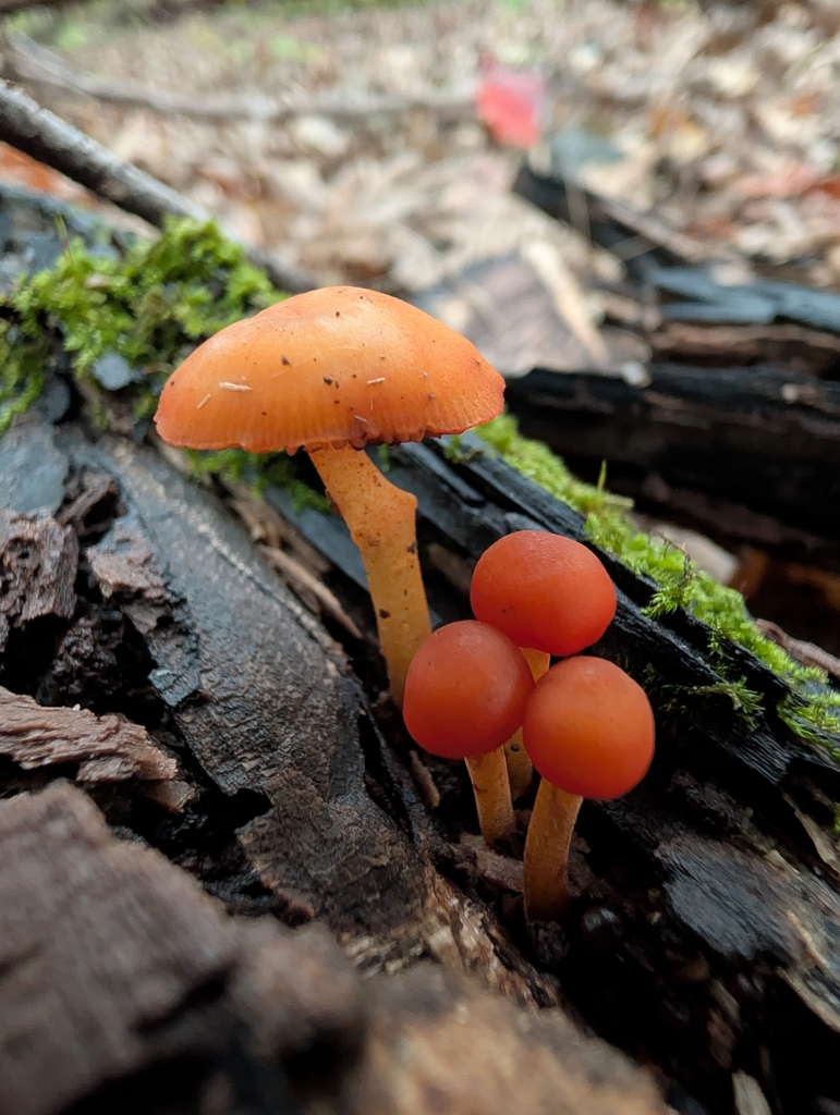 orange mycena · September 2026 · photo: Photo: no rights reserved · iNaturalist