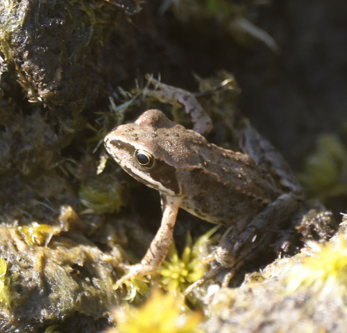 European Common Frog