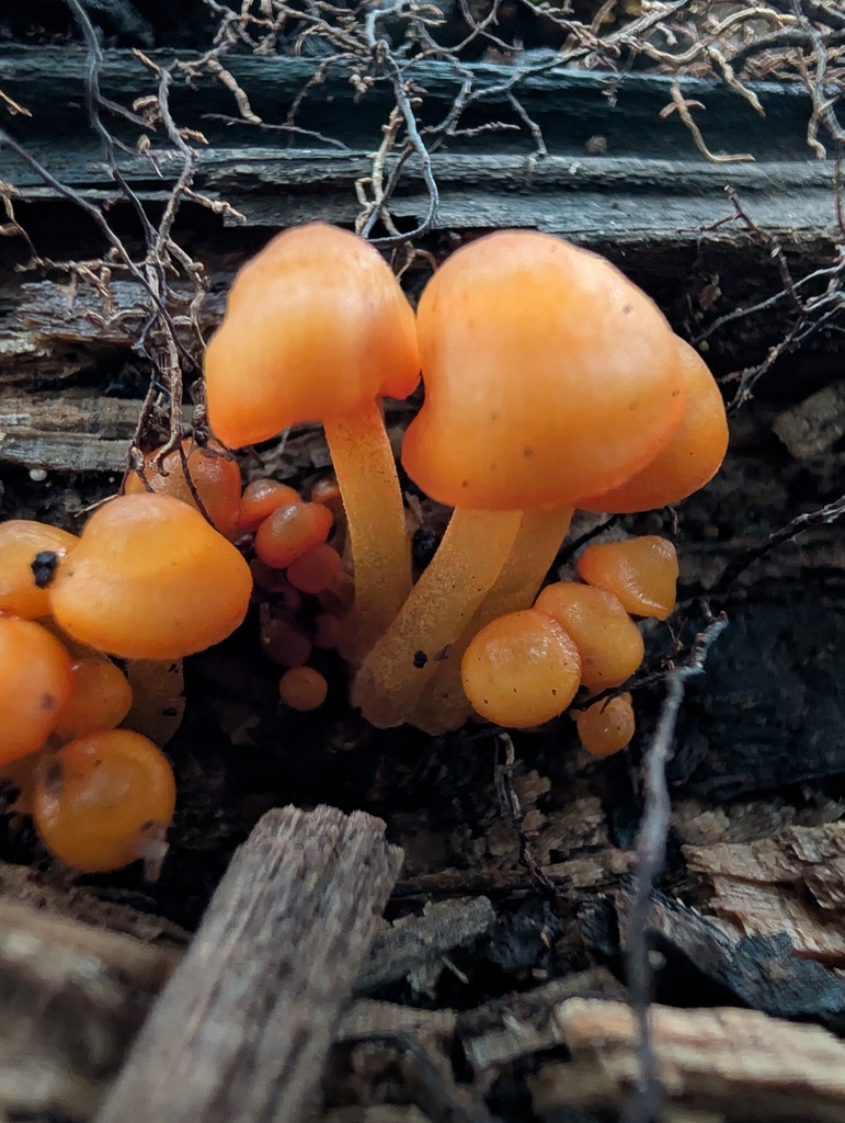 orange mycena · September 2026 · photo: Photo: no rights reserved · iNaturalist