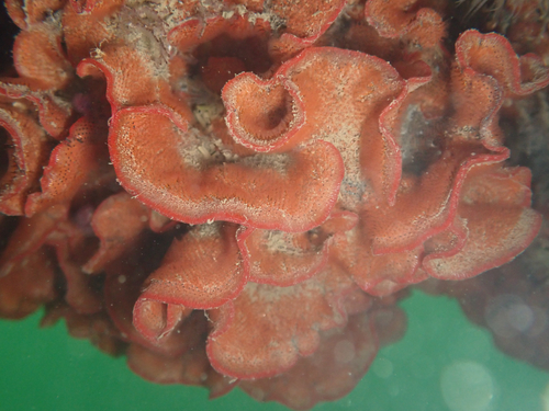 Watersipora subtorquata observed 2026-09-20