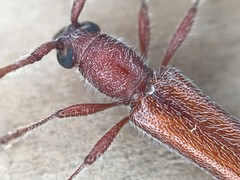 Aneflomorpha seminuda