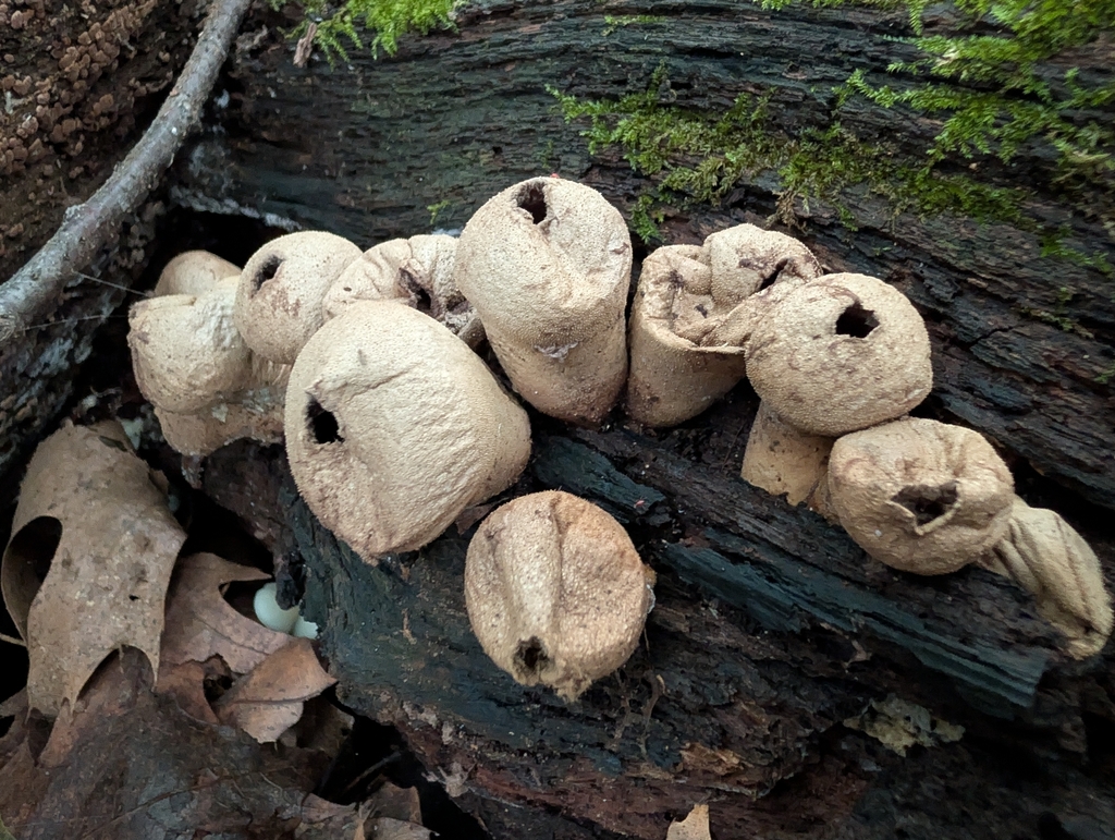 Pear-shaped Puffball · September 2026 · photo: Photo: no rights reserved · iNaturalist