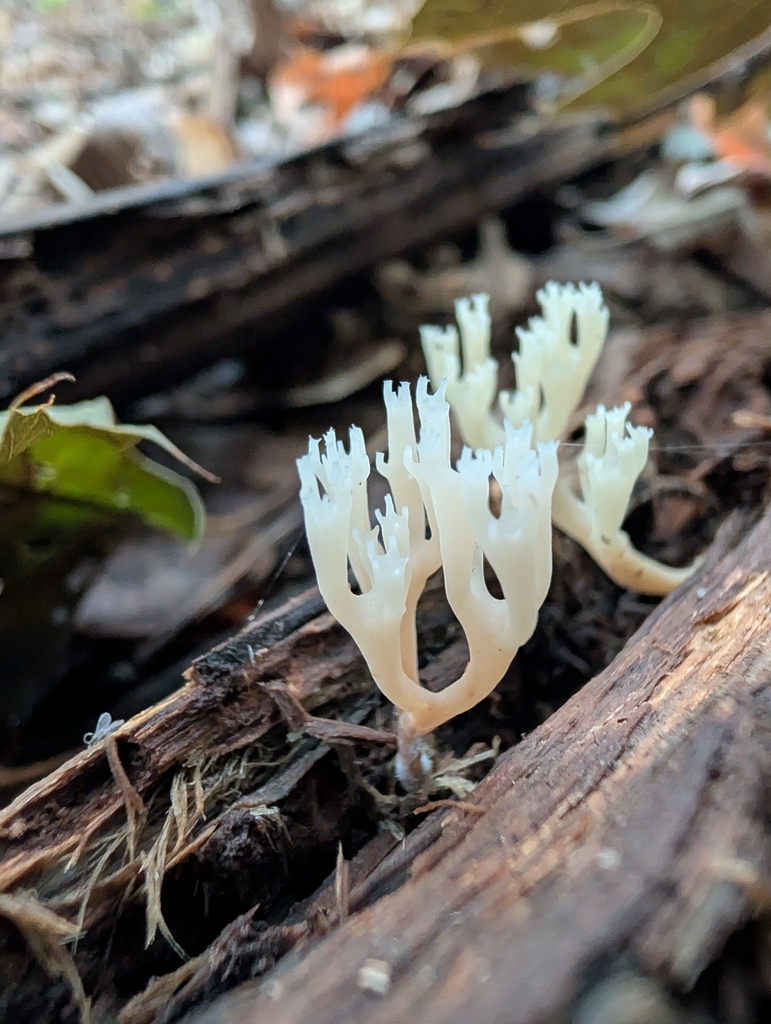 crown-tipped coral fungus · September 2026 · photo: Photo: no rights reserved · iNaturalist