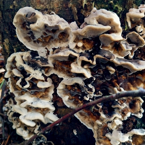 Smoky polypore