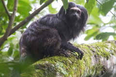 Black Lion Tamarin photo 1