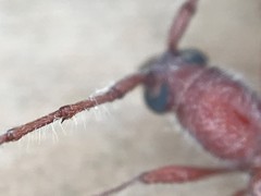 Aneflomorpha seminuda