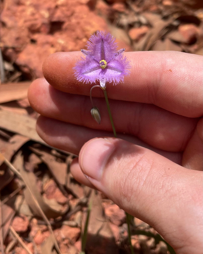 Thysanotus chinensis, photograph 2