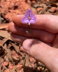 (c) yatesy, some rights reserved (CC BY) Thysanotus chinensis, photograph (c) yatesy, some rights reserved (CC BY)