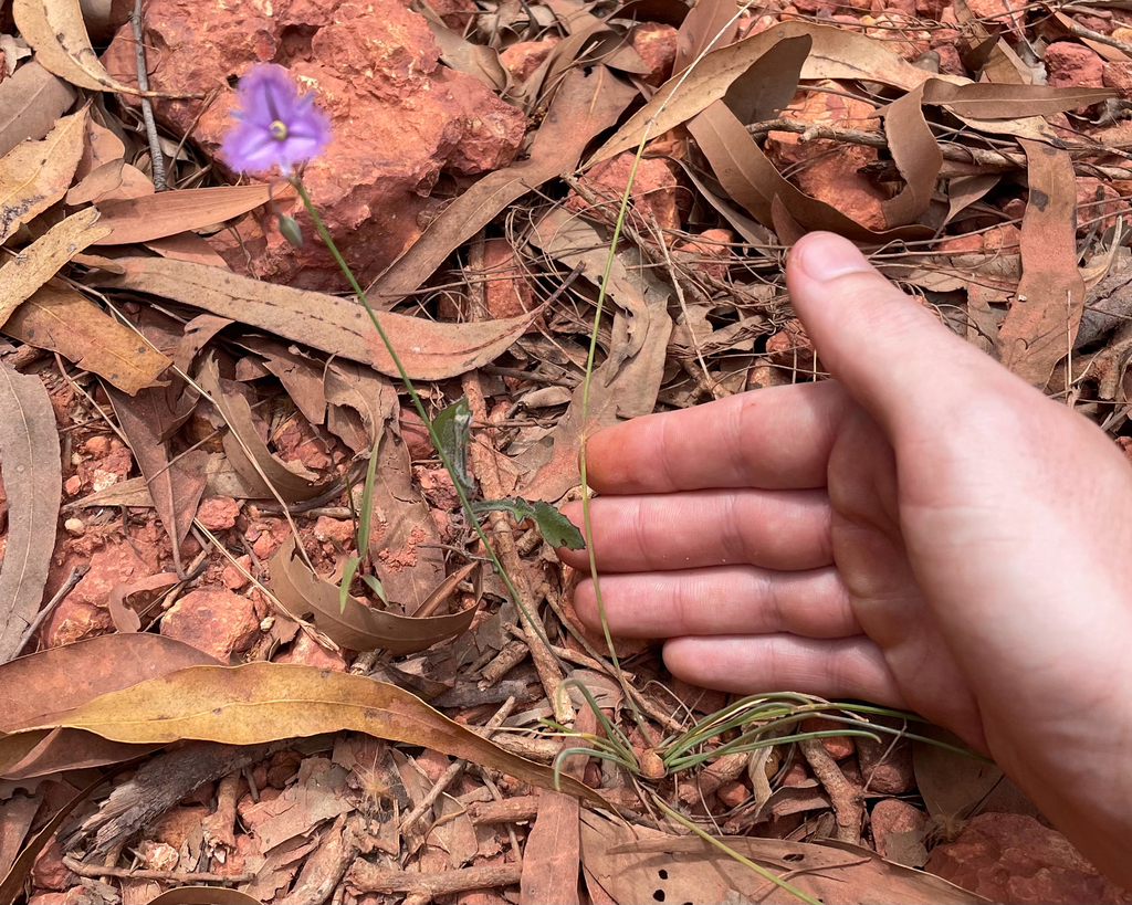 Thysanotus chinensis; photograph (c) yatesy, some rights reserved (CC BY)