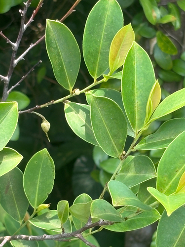 Adinandra dumosa observed 2026-09-21