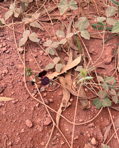 Macroptilium atropurpureum, photograph 2