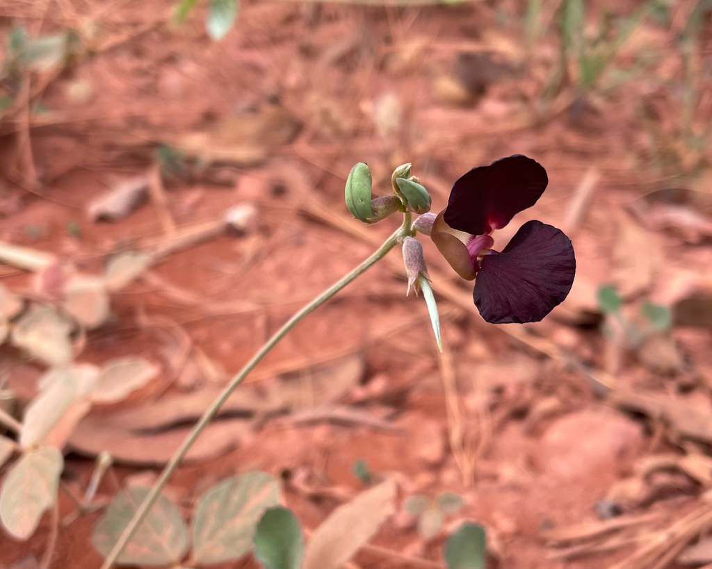 Macroptilium atropurpureum; photograph (c) yatesy, some rights reserved (CC BY)