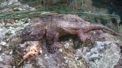 Dorsalkeel Spiny Lizard photo 2