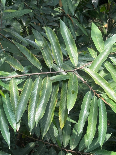 Dipterocarpus observed 2026-09-21
