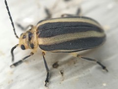 Derospidea brevicollis