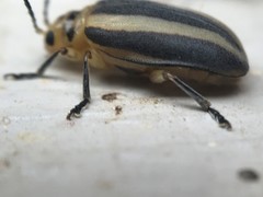 Derospidea brevicollis