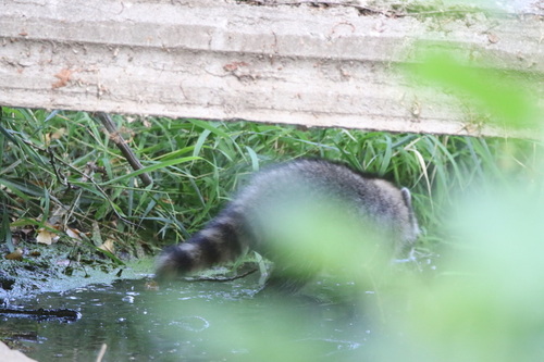 Common Raccoon