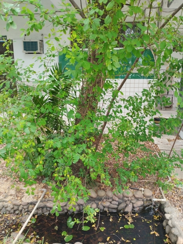 snowberrytree