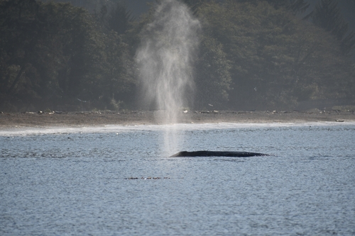 Grey Whale