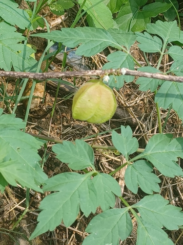 Lesser Balloon Vine