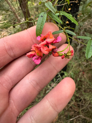 Kennedia coccinea
