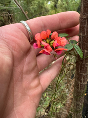 Kennedia coccinea, photograph (c) Tyler Anthony, some rights reserved (CC BY)