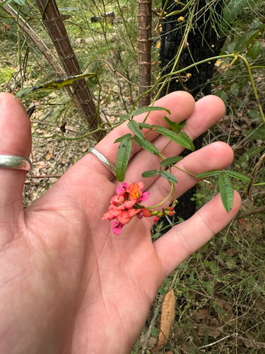 Kennedia coccinea, photograph 2