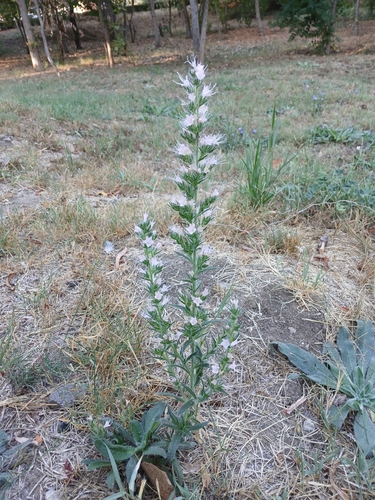 Pale Bugloss