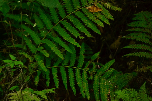 Claytosmunda claytoniana, 2026-09-18