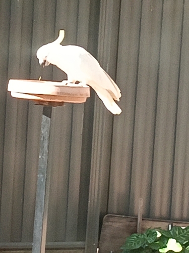 Sulphur-crested Cockatoo