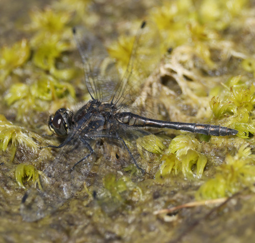 Black Meadowhawk