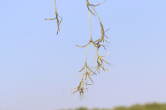 Najas flexilis