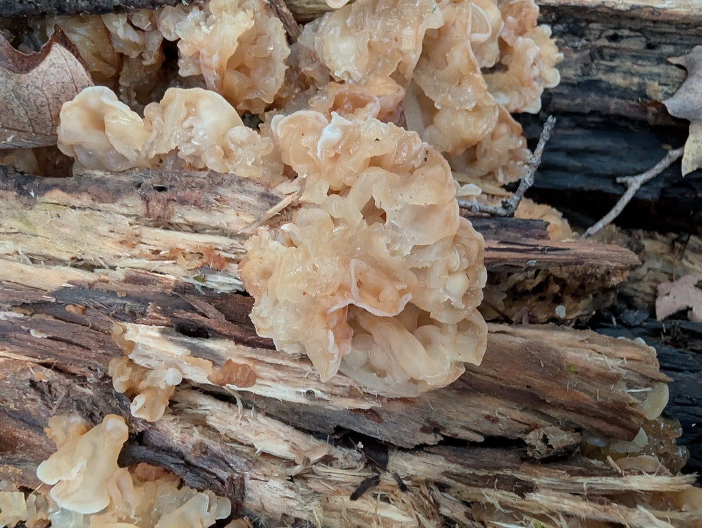 white jelly fungus · September 2026 · photo: Photo: no rights reserved · iNaturalist
