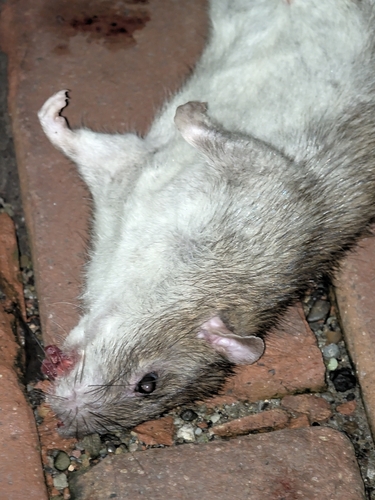 Brown Rat