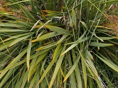 Aciphylla aurea, photograph (c) Duncan Cunningham, some rights reserved (CC BY)