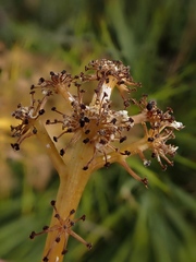 Aciphylla aurea, photograph (c) Duncan Cunningham, some rights reserved (CC BY)