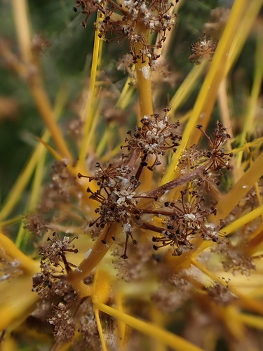 Aciphylla aurea, photograph 3