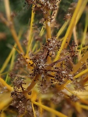 Aciphylla aurea, photograph (c) Duncan Cunningham, some rights reserved (CC BY)
